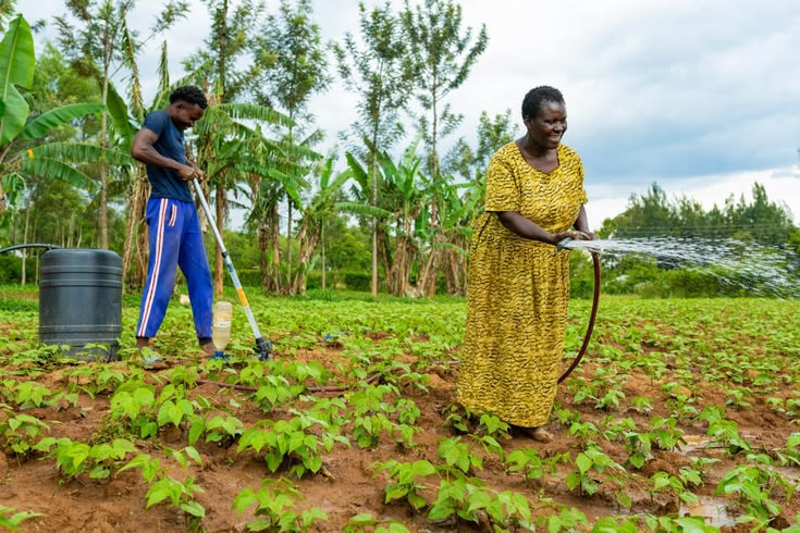 Agroforestry & Irrigation